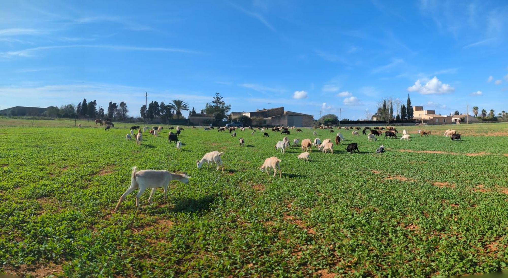 Agroturismo Finca Sant Blai Campos  Exterior foto